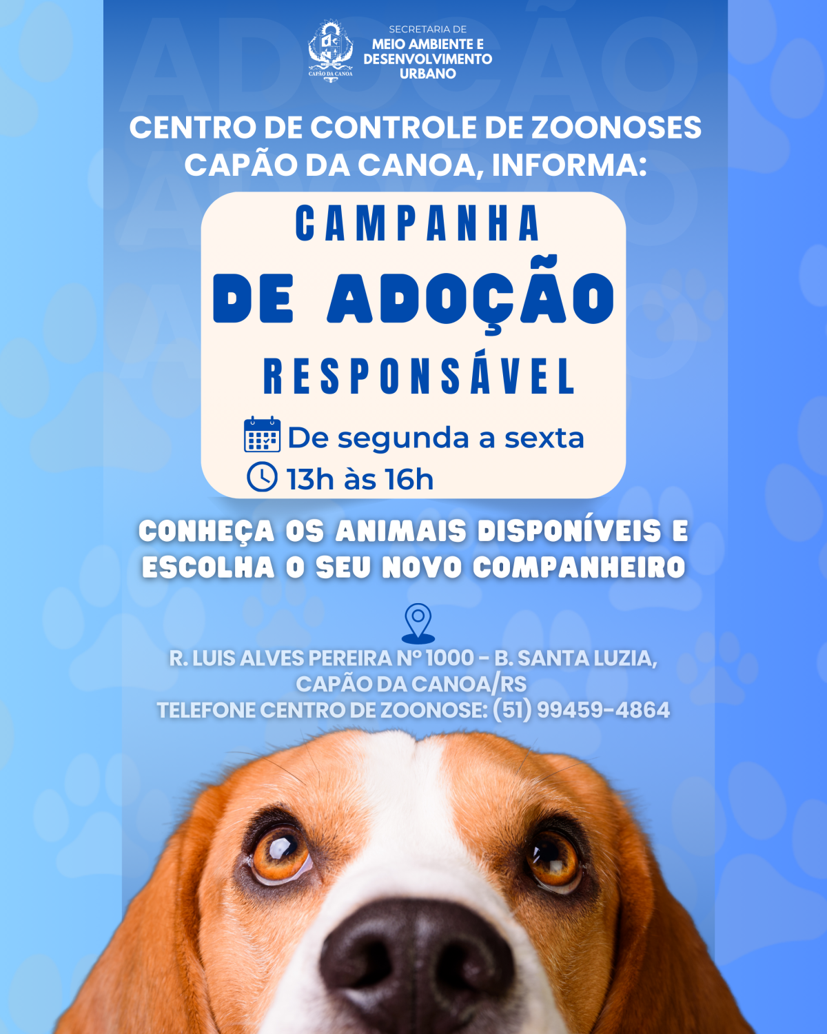 canil-de-capao-da-canoa-incentiva-adocao-responsavel-de-animais