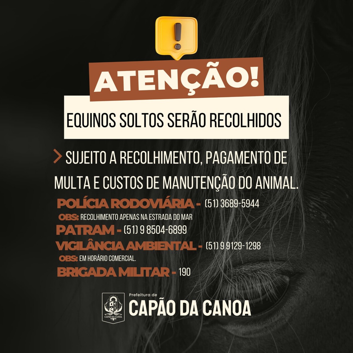 atencao-caponenses-equinos-soltos-serao-recolhidos